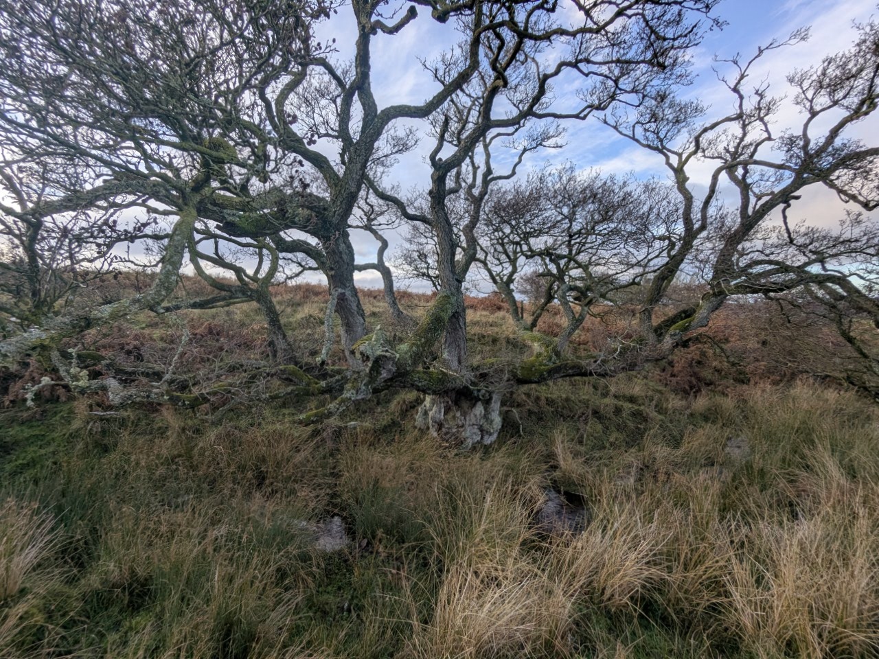 54940058755_bf8ea040db_o