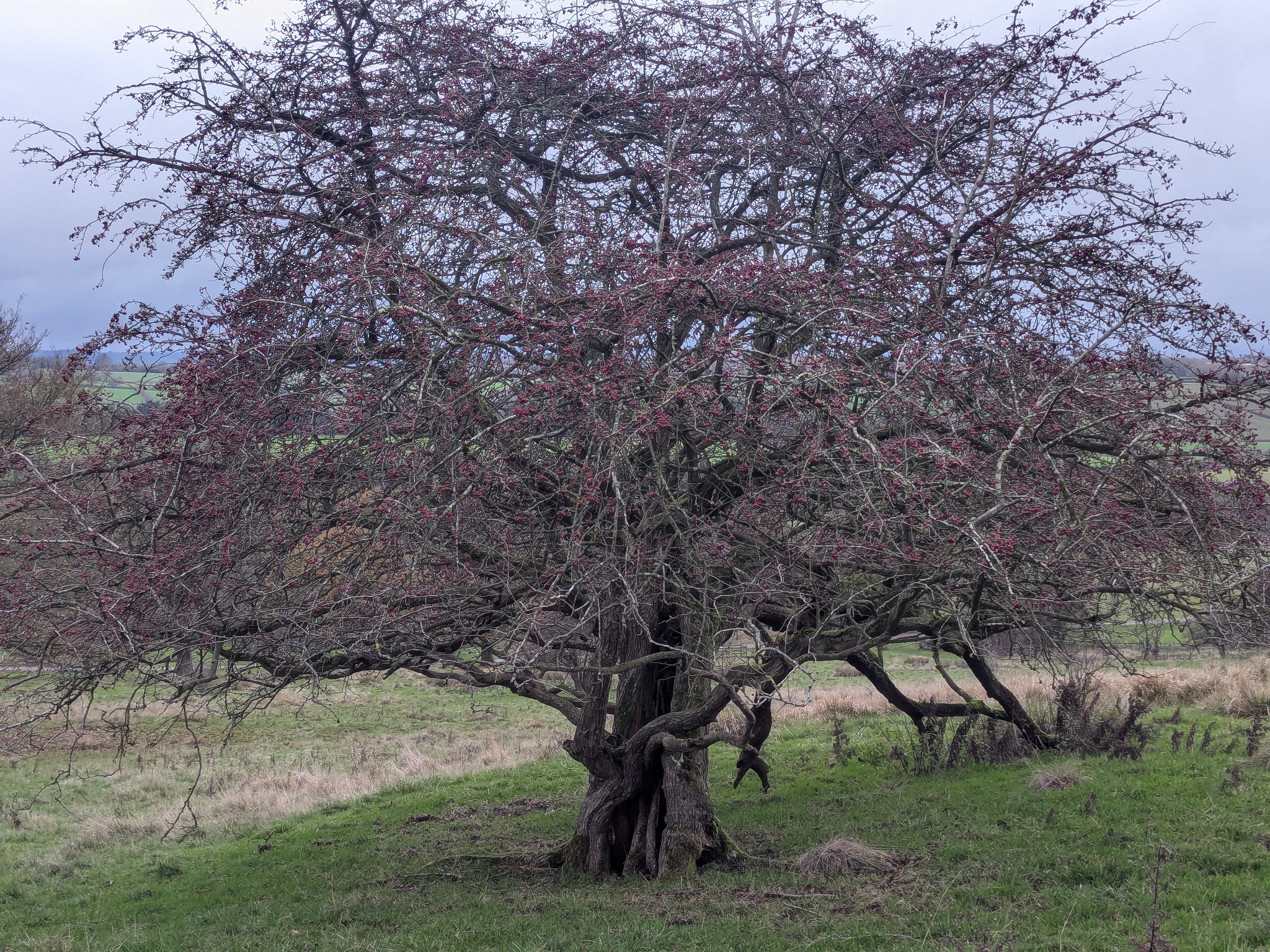 54950332361_dff7ec5aef_k