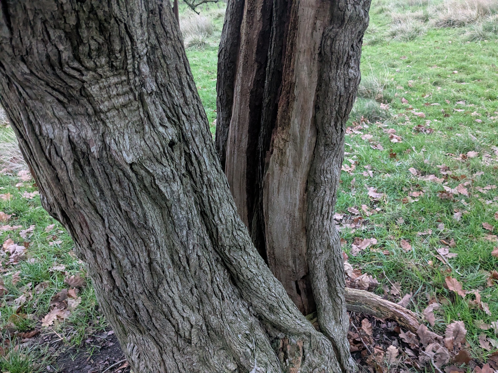 54950530218_4ae1173c8c_k