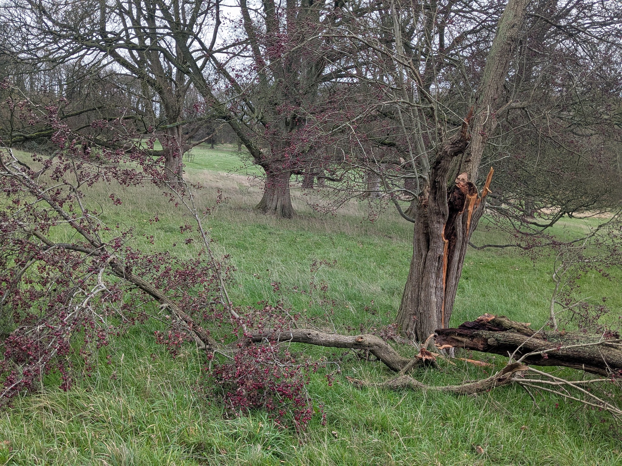 54950546044_1a90212d02_k