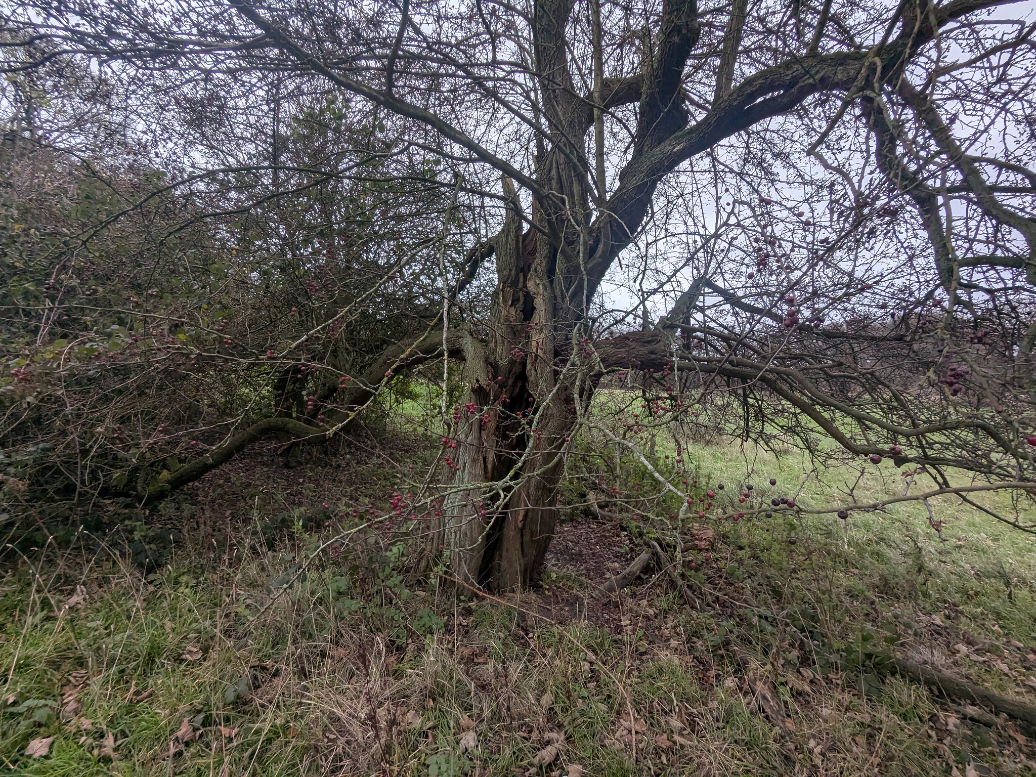 54950588294_cba6415c32_k