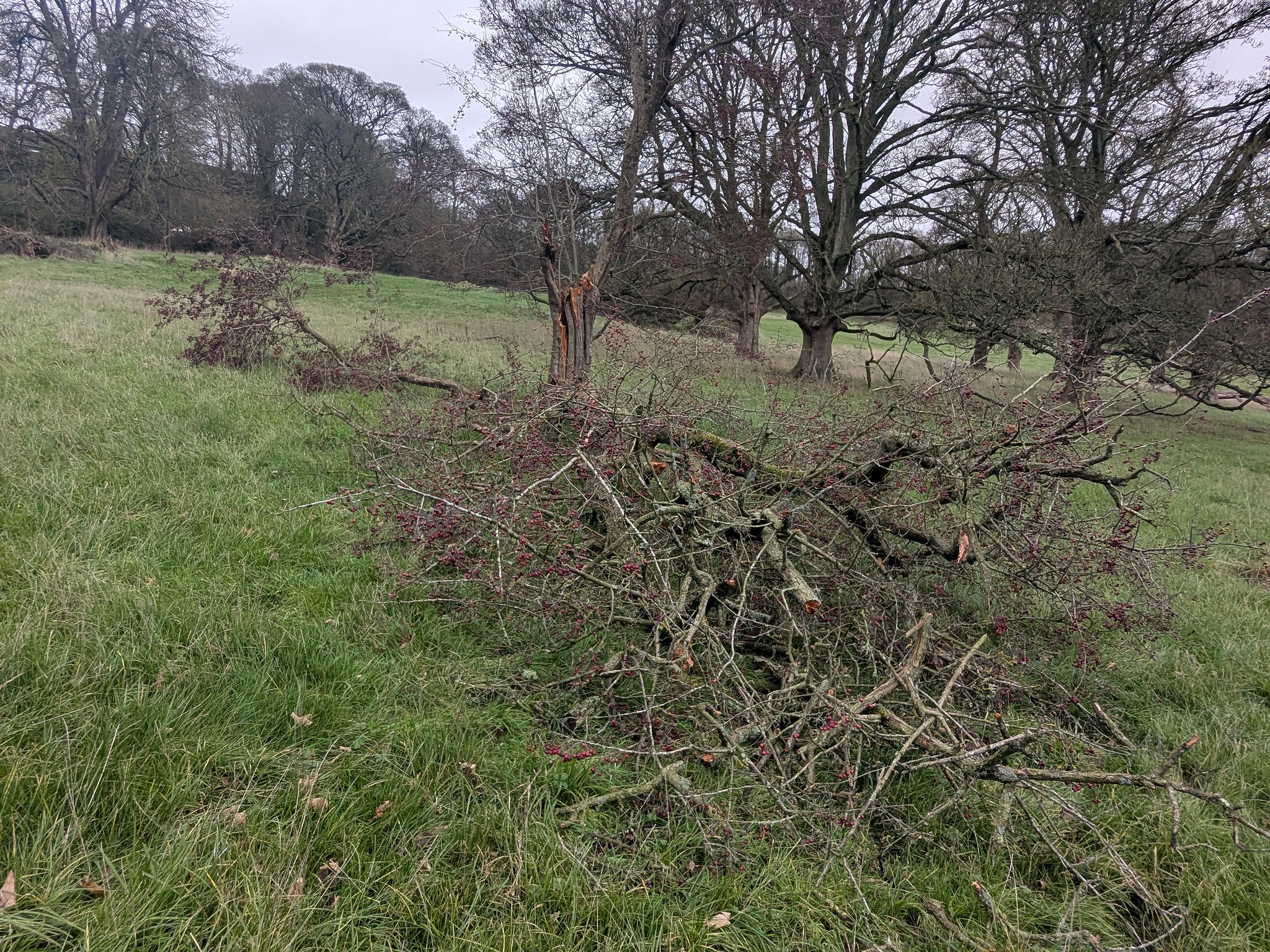 54950589380_70a4b28437_k