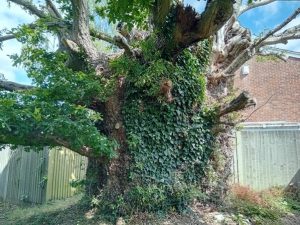 Kings Spy Oak2 300x225