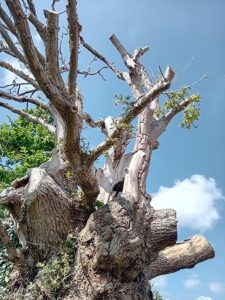 Kings Spy Oak3 225x300