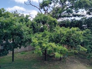 Kings Spy Oak4 300x225