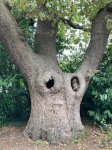 Maiden Erleigh Oak1 225x300
