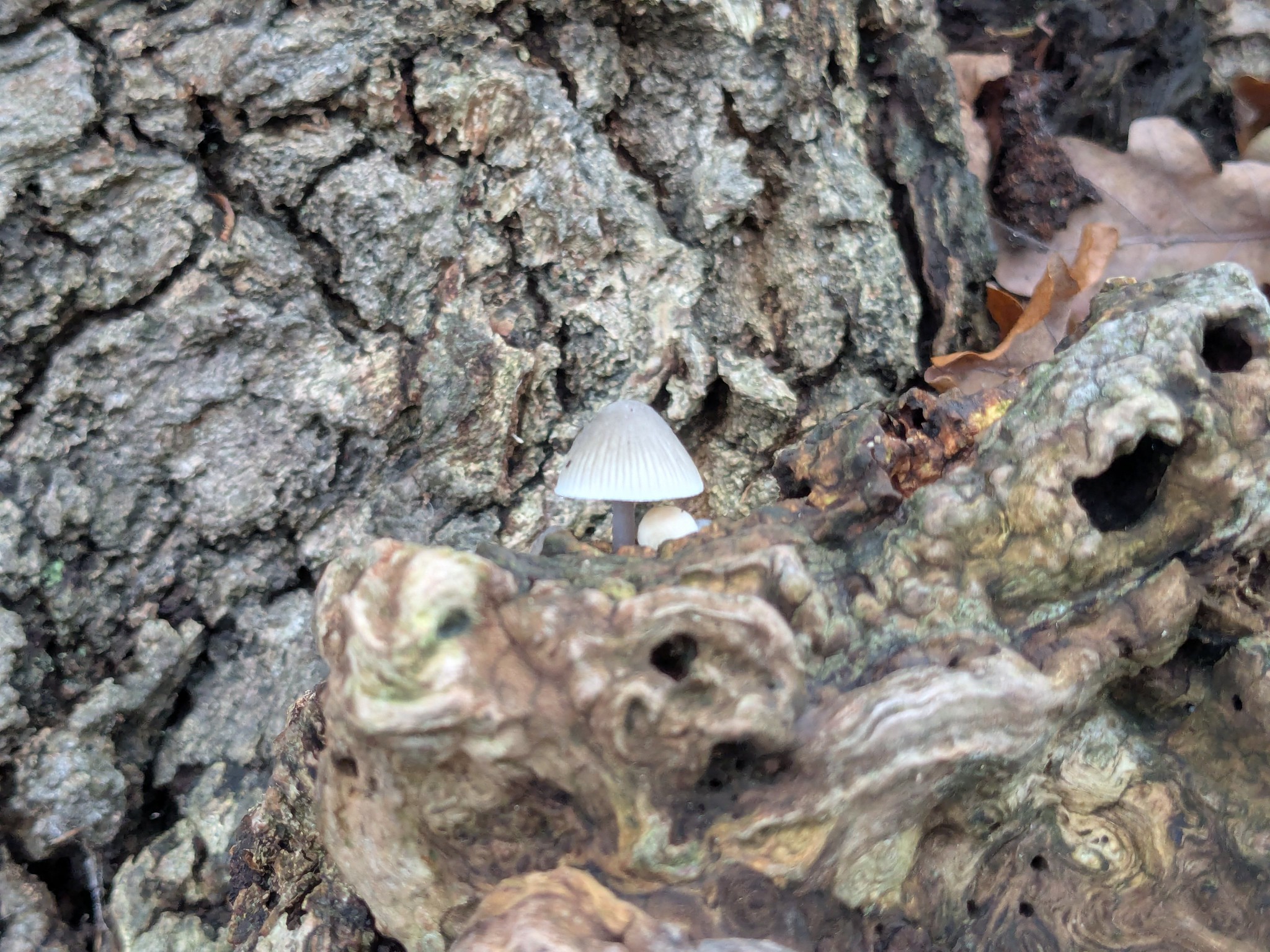 54962882882_92ab66532c_k