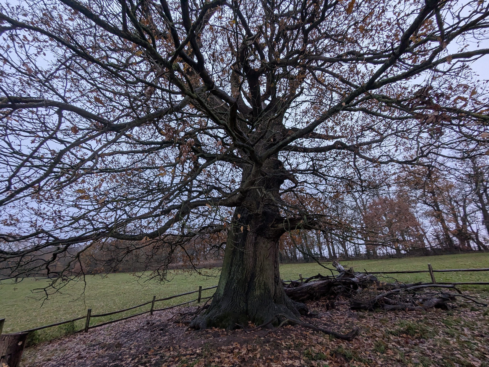 54962914647_e15fd75739_k