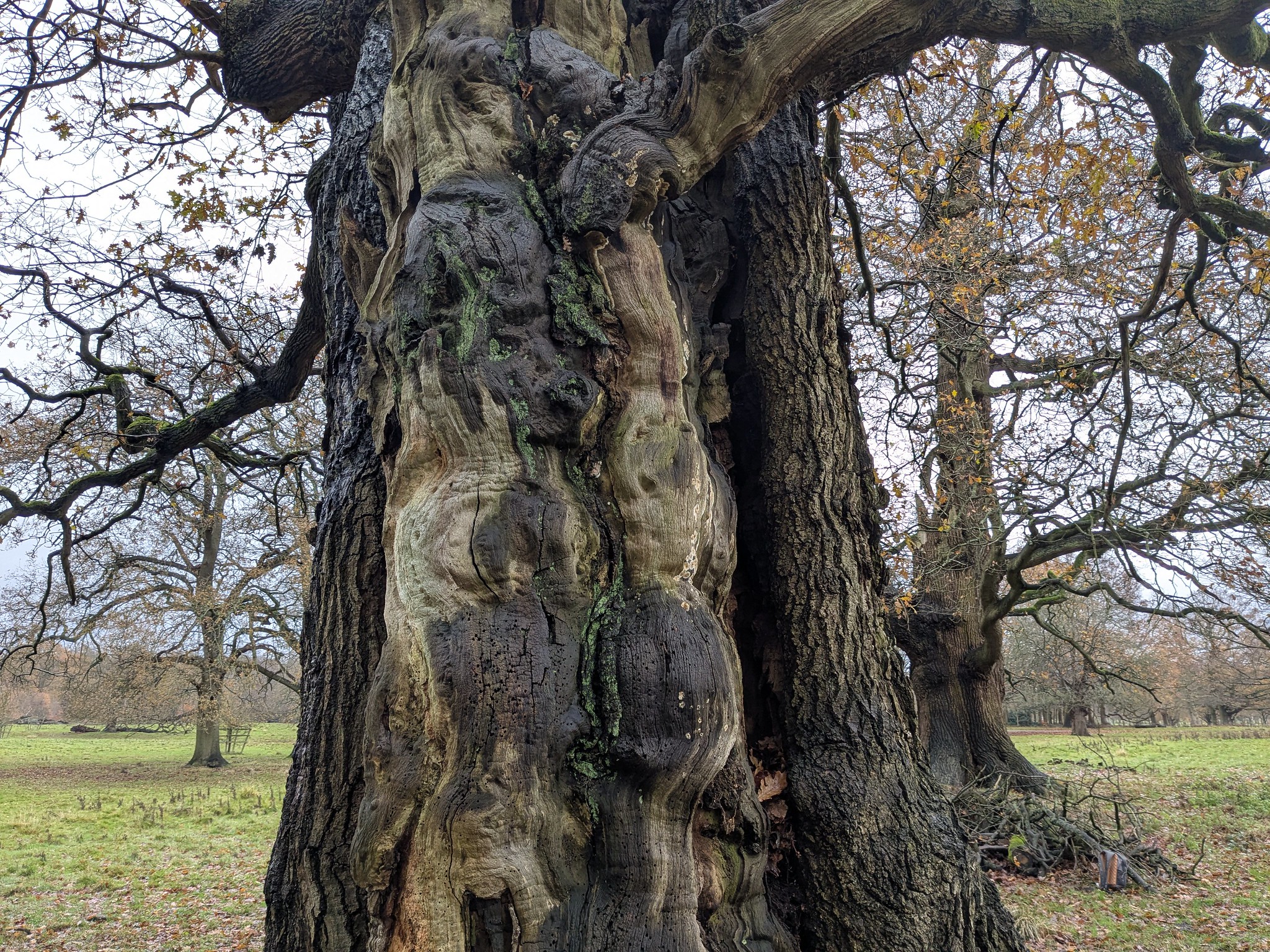 54963773046_36c93388b9_k