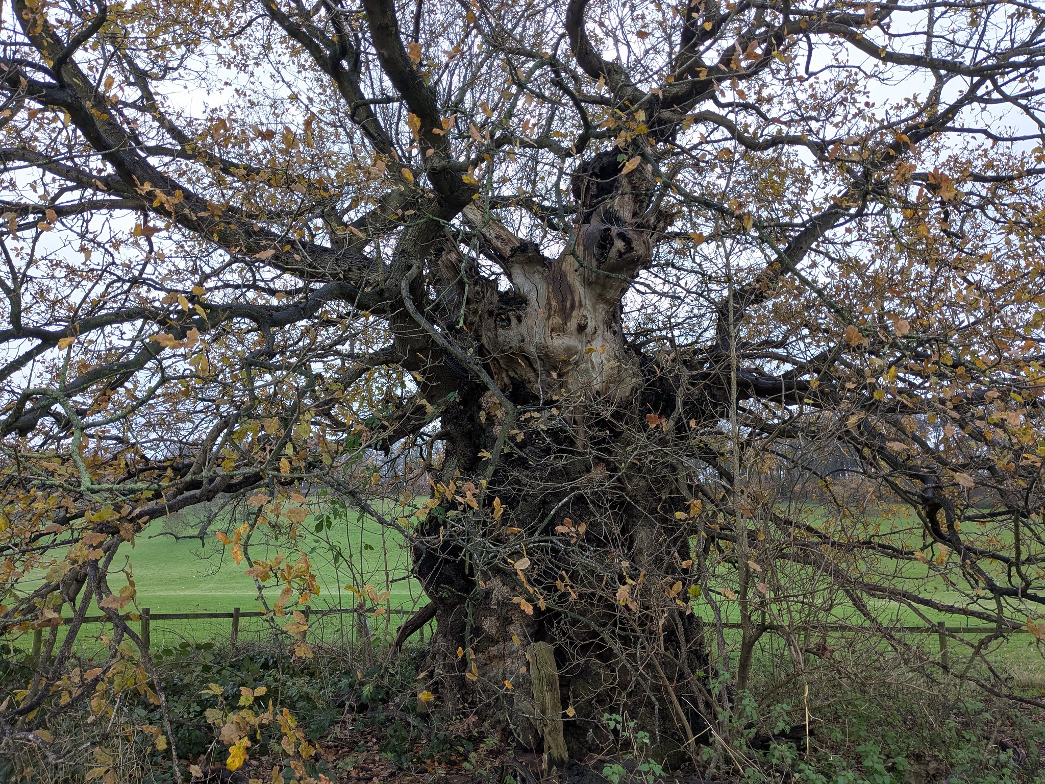 54963956068_503e7e584e_k