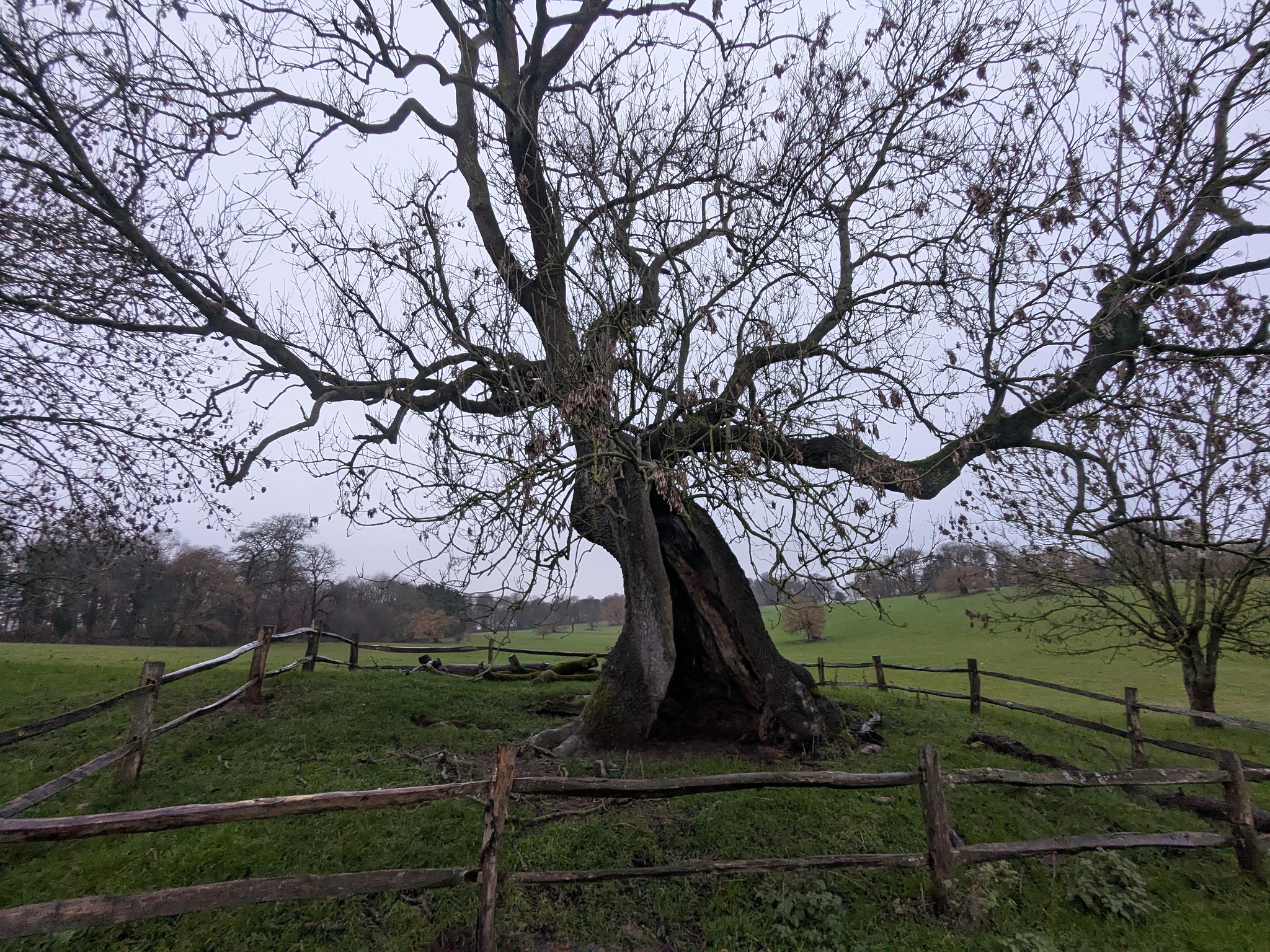 54964060909_49789cf2df_k