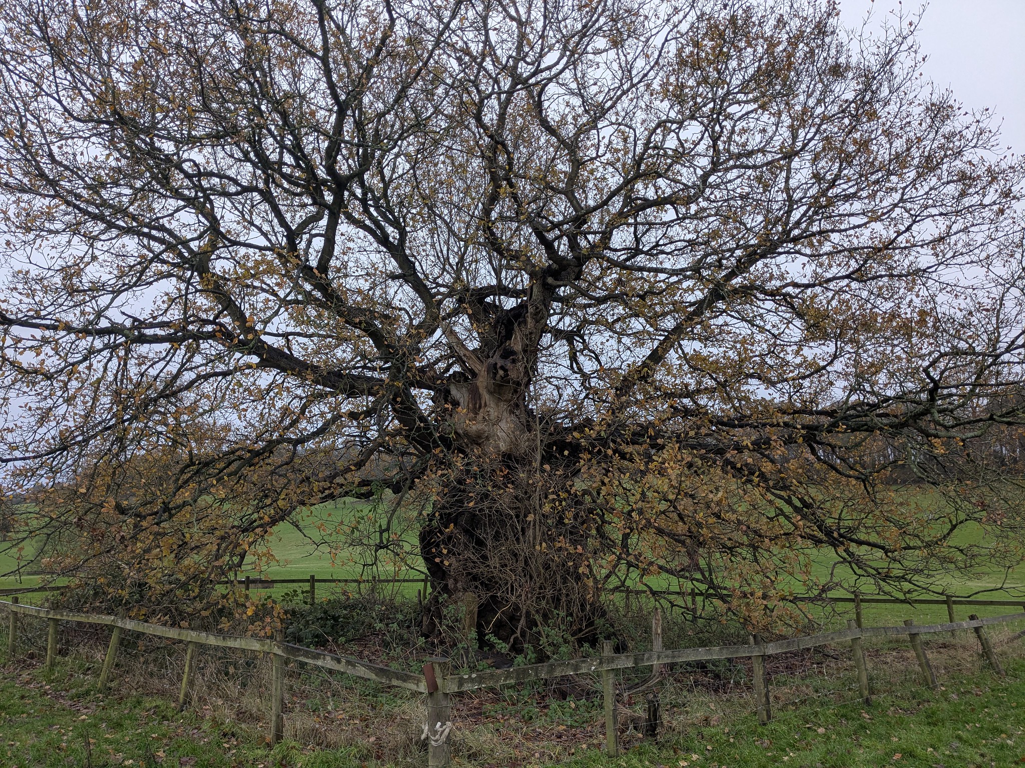 54964079980_dd2f0b3e2c_k