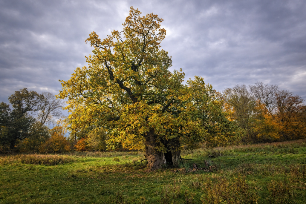 Chillingham Great Oak Chillingham Great Oak