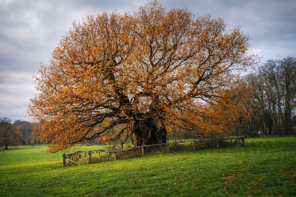 kingoakkedleston kingoakkedleston