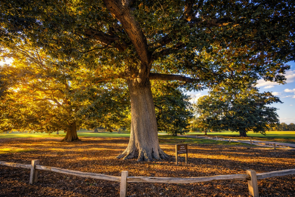 burghley oak acorns burghley oak acorns