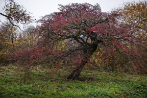 hardwick hawthorn