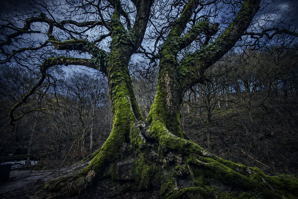 hareshaw linn oak