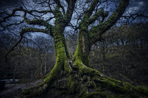 hareshaw linn oak