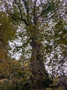 54889853682 bc589777b3 o