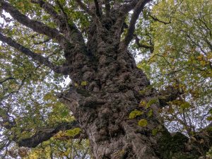 54890976294 b646c4cb74 o