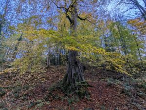 54896931001 aa1a230523 o