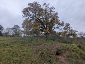 54904115386 9c8face2d1 o