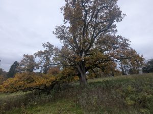 54904364589 a4cf127137 o