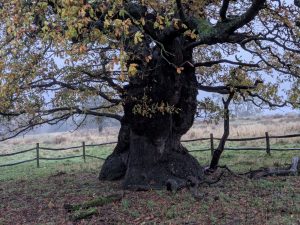 54924913487 2d56c34d87 o