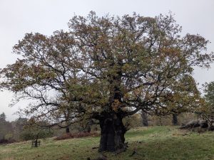 54925780006 f3c4b560bc o