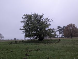 54925781126 fed823131d o