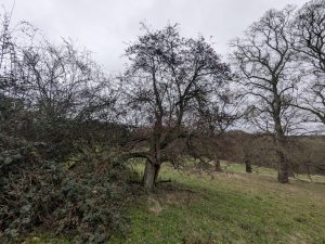 54949402922 85bbe91d8b o