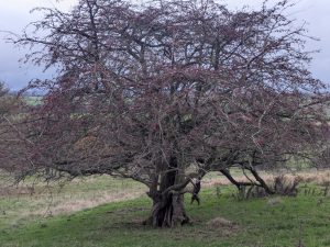 54950332361 2acc6f1ff6 o