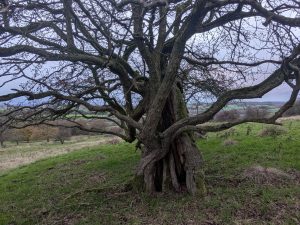 54950332446 957a9ce85e o