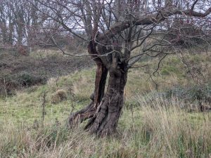 54950525369 df8aa23369 o