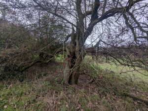 54950528483 ea3ae37376 o