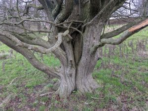 54950529013 6485e4822b o