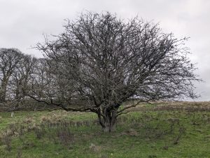 54950529198 06262e0bb9 o