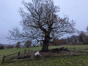 54963985608 11854ebd22 o