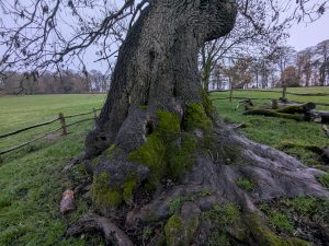 54963986238 e56f2707cc o