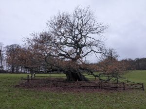 54964059509 6c252777bc o