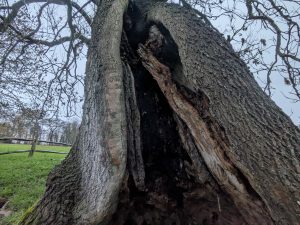 54964110985 5ca4a9f473 o