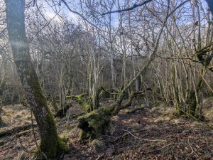 55110611425 09b60743f0 o