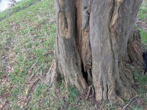 55126959966 4236a52252 o