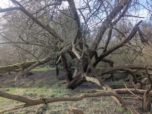 55127209109 9c049ce816 o