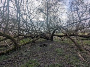 55127356710 8049287b23 o