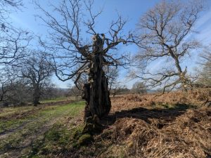 55157298665 4329ccc502 o