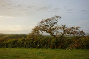 ancienttreenursery.com/trees/ATN250001CONPOK