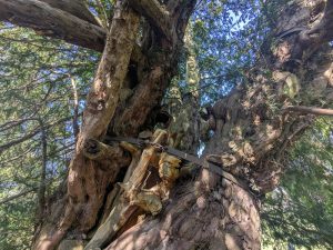 55195264125 e3f3830dd8 o