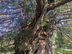 55195264165 14f89950ee o